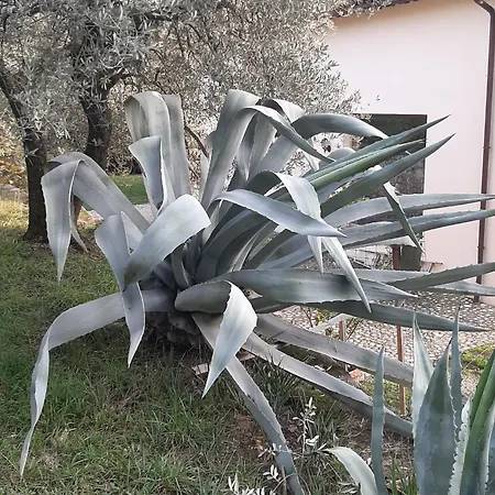 Il Tamarindo Gæstehus